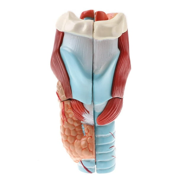 Modelo de Anatomía Humana Estructura de Faringe Larínge Detallada  Suministro de Laboratorio Sunnimix Estatua de laringe faringe humana