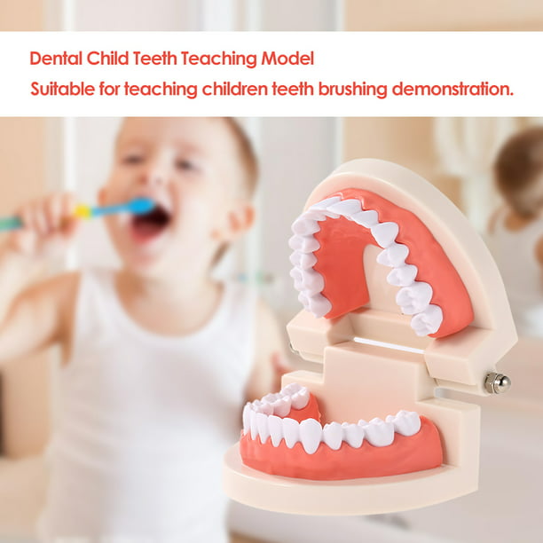 Dentales Dientes de Niño Modelo de Enseñanza Dientes para Adultos Gomas  Herramienta Estándar de D Irfora Modelo de dientes