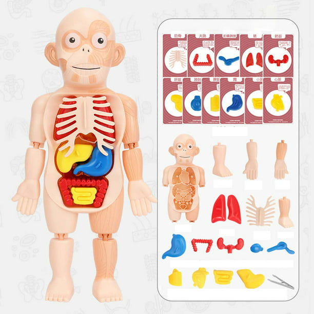 1 Juego de juguetes de estructura corporal para niños, modelo de cuerpo  humano desmontable educativo de Laboratorio de Ciencia de la vida humana,  Explore - AliExpress