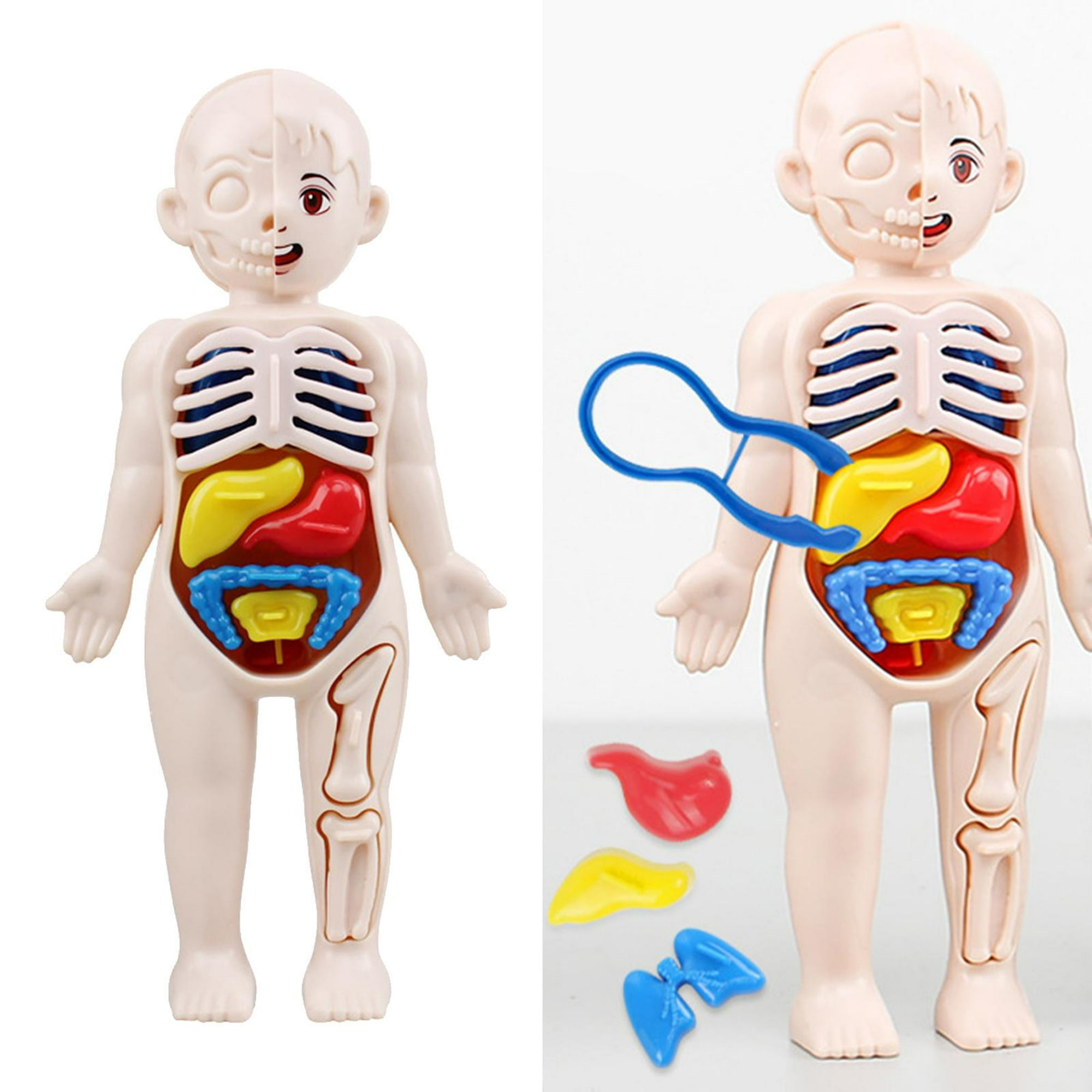 Juguete de anatomía del cuerpo humano rompecabezas de estructura corporal  para niños relleno de fibra de poliéster modelo 3D desmontable seguro  educativo para ANGGREK Otros