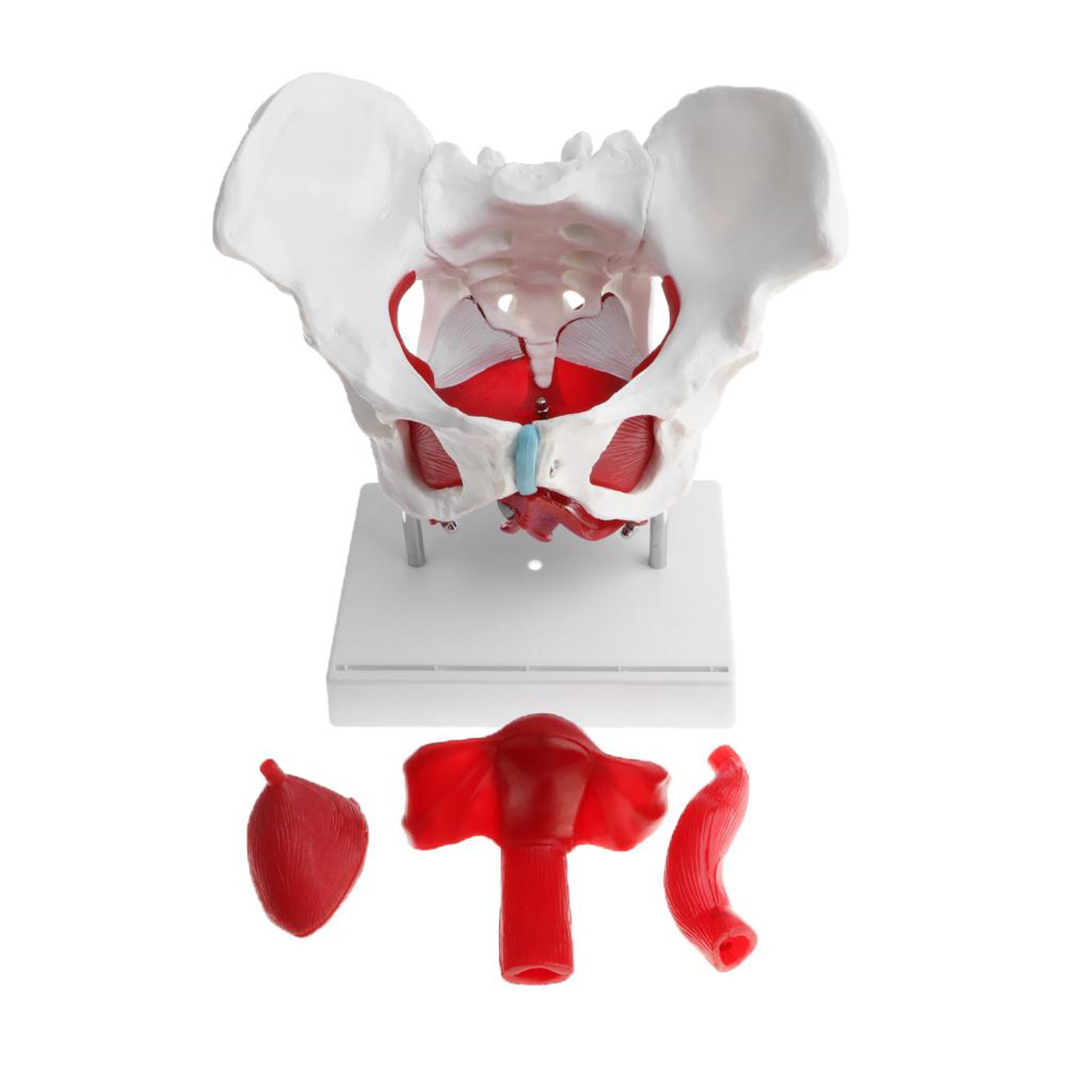 Modelo de Torso de cuerpo humano 3D desmontable, juguete de aprendizaje  temprano, juguetes DIY, sistema visceral perfke Anatomía del cuerpo humano