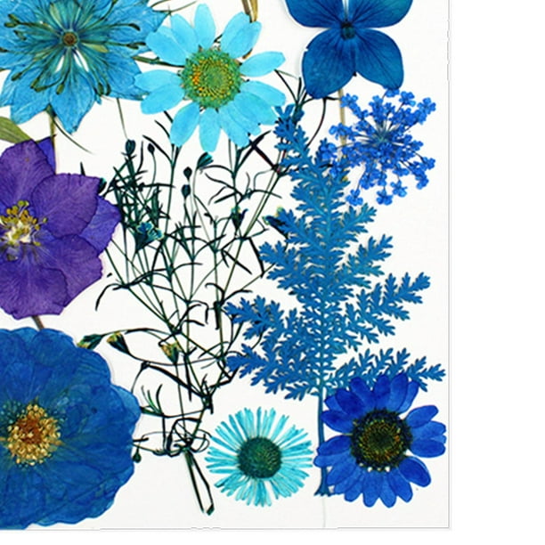  MEINA - 56 flores secas de colores naturales para manualidades  de resina, accesorios de bricolaje (azul) : Arte y Manualidades