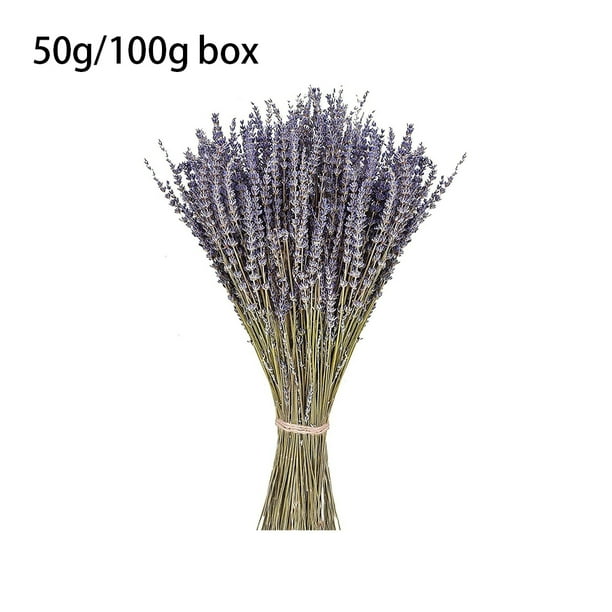 Moyic Lavanda seca Natural, lavandas recién cosechadas, hermoso ramo de  flores, arreglo de flores, boda, bricolaje, regalos de fiesta en casa  Decoración del hogar Lavanda seca 100 gramos Moyic HA084088-02