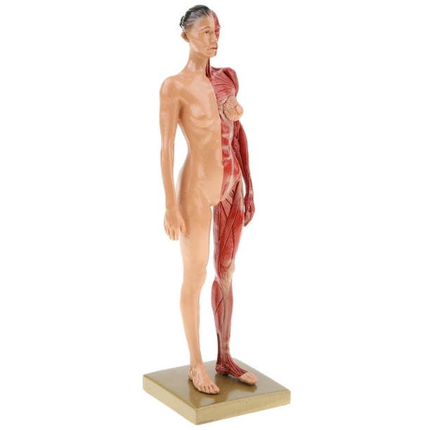 Modelo anatomico de cuerpo humano 30cm - muscular