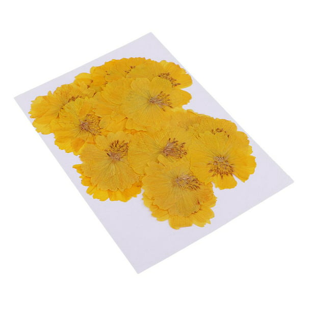 20 piezas secas reales naturales prensadas amarils para manualidades de  adorno de resina DIY Macarena Flores secas prensadas naturales