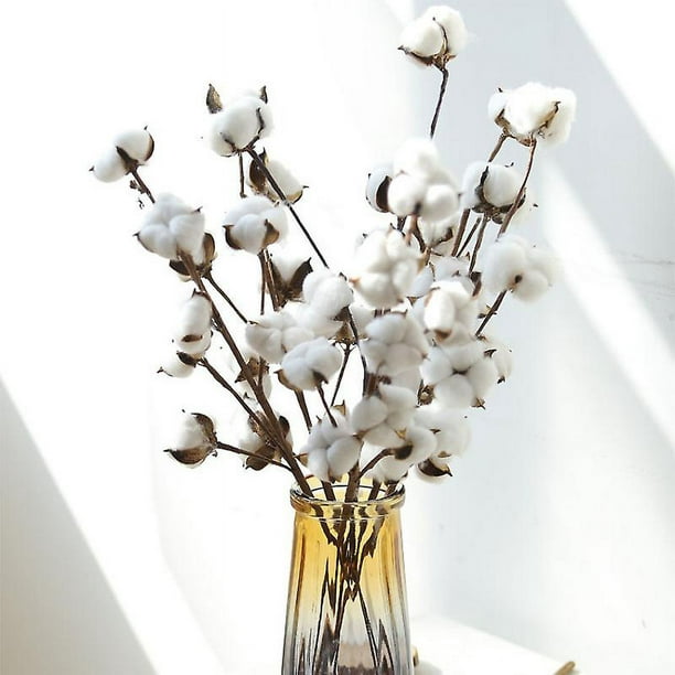 Ramitas de algodón real, ramitas de algodón seco blanco, decoración de  algodón puro para jarrones, ramos de flores secas, utilizadas como decoración  de boda o decoración de mesa YONGSHENG 1327534433043