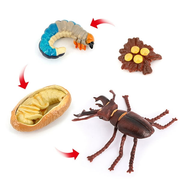 Tholdsy Simulación de proceso de crecimiento de insectos, juguete