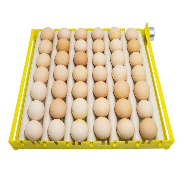  CHICIRIS Bandeja para huevos, longitud ajustable, cajón de  huevos con 4 ganchos para albóndigas para refrigerador para huevo : Todo lo  demás