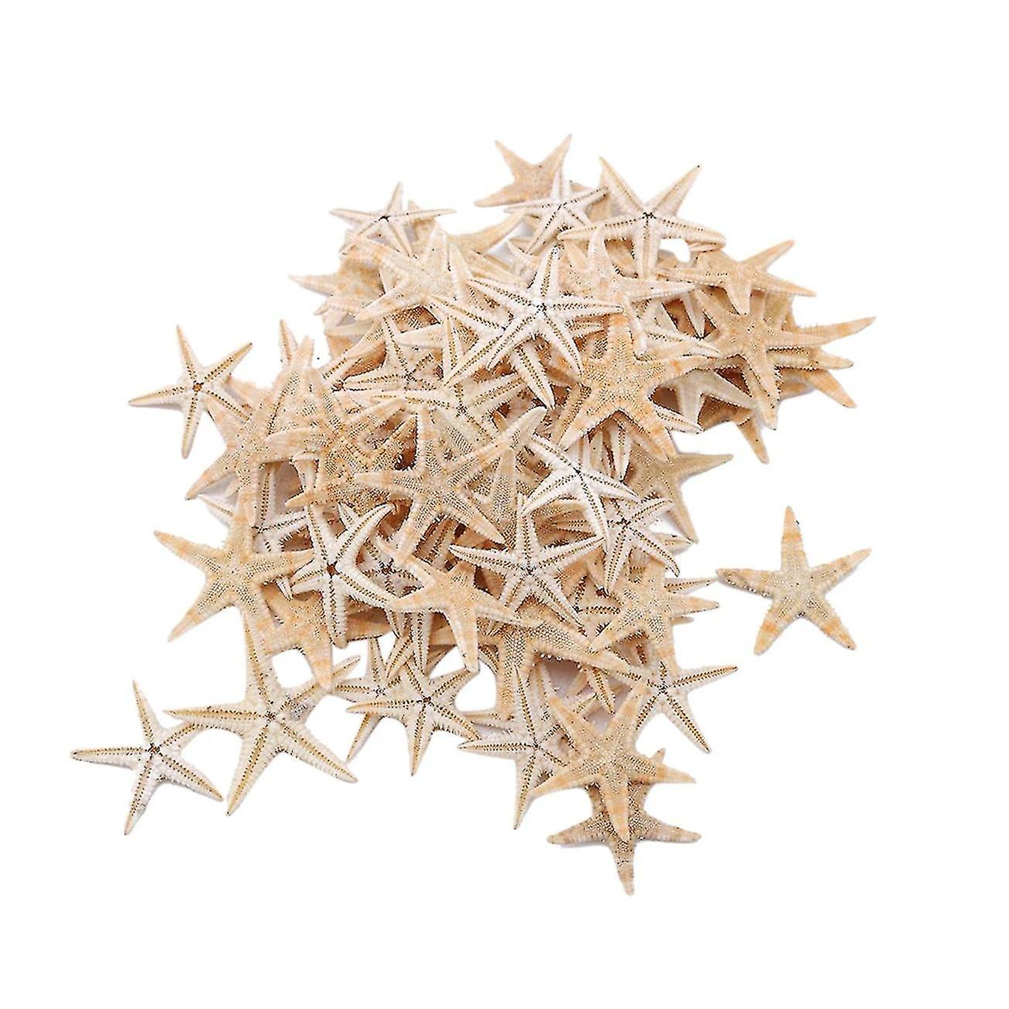 Estrella de mar natural con conchas de mar, diseño de estrellas de mar  naturales, decoración de playa, decoración del hogar, mini estrella de mar