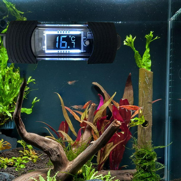 Termómetro de acuario LCD , de peces, terrario de agua, medición de  temperatura, anfibios, agua de salada, agua dulce jinwen termómetro digital