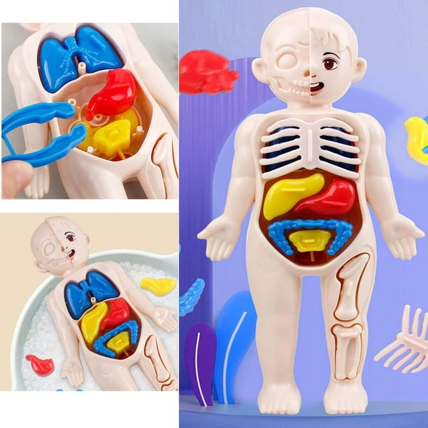 Anatomía del cuerpo del torso desmontable, modelo de anatomía del sistema  visceral 3D educativo para demostración del estudiante en Adultos Yotijar  Anatomía del cuerpo humano