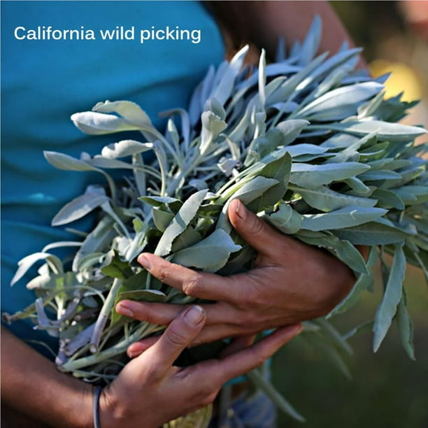 Salvia Blanca de California (4 pulgadas) — Inciensos MX
