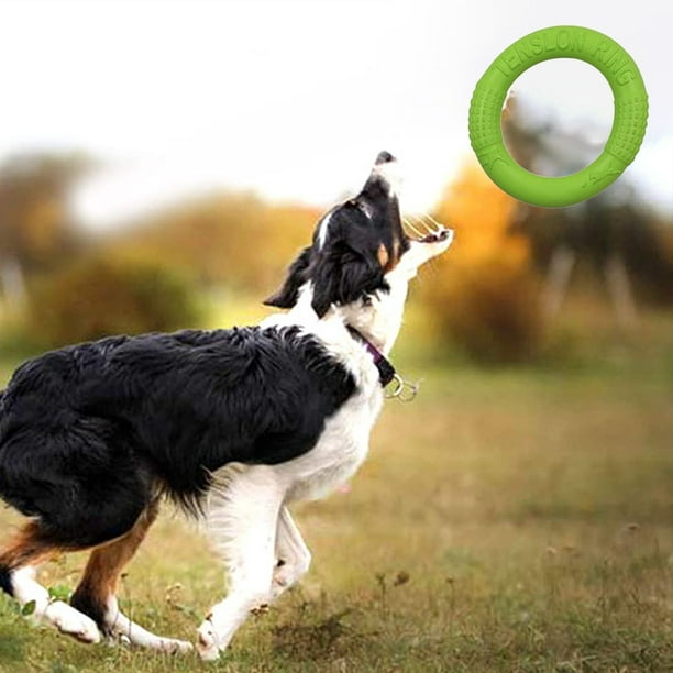 Foamia Frisbee - Juguete de goma para perros, 2 unidades, diseño flotante,  disco volador para perros pequeños y medianos