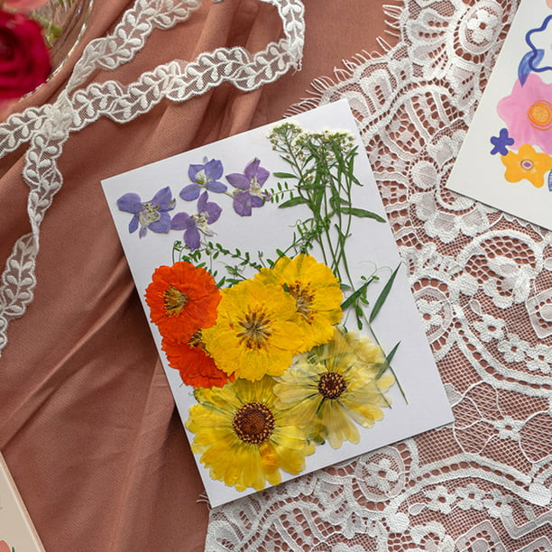 Flores secas naturales Hogar artesanía de artesanía prensada en relieve  decoración floral colorida para tarjetas de boda Scrapbook Pintura tipo 3  Advancent HA010760-03
