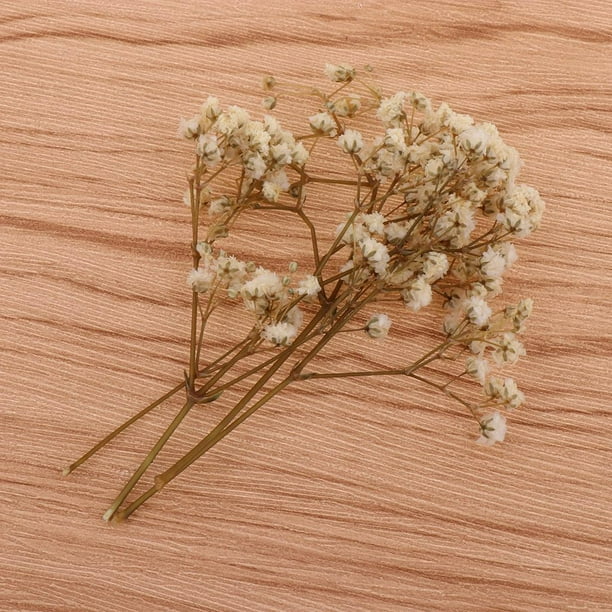 Kit de creación de marco redondo de madera con flores secas